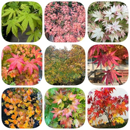 300 piezas Semillas de arce japonés, Plantas de interior con semillas reales, flores resistentes. semillas de arce, regalo de semillas de plantas, variedades antiguas plantas de balcón,