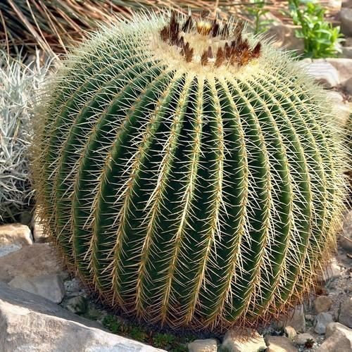 Goldenes Fass-Kaktus-Samen (Echinocactus grusonii) 25 Samen
