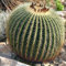 Goldenes Fass-Kaktus-Samen (Echinocactus grusonii) 25 Samen