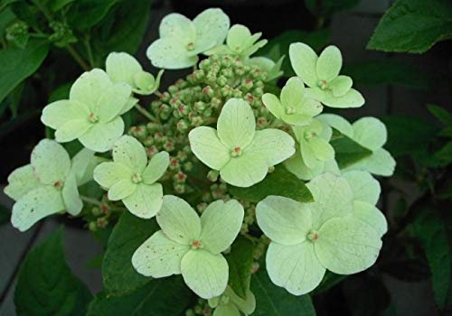 Zwerg Rispenhortensie Dart's Little Dot - Hydrangea paniculata Dart's Little Dot - Darlido