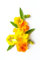 Pansy Plants, Delta 'Citrus Mix', 20 x Full Plant Pack, Bedding Plants, Pansies, Garden Flowers, Garden Ready and Ready to Plant, Premium Quality Flowers