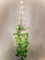 HanYun Hängepflanze mit Topf und LED-Lichterketten, künstliche hängepflanzen Boho Deko Hängeampel Pflanzen, makramee blumenampel kunstpflanze kunstpflanze hängend für Innen Wohnzimmer Balkon