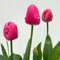 Tulpe rosa/pink, vorgetrieben, Topf-Ø 10 cm, 6 Pflanzen