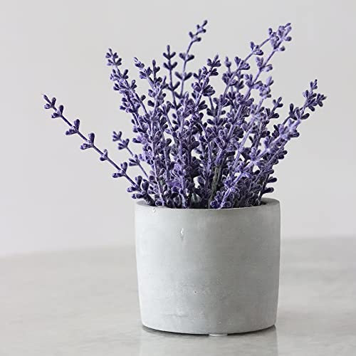 Lavendel Pflanze Samen MehrjäHrig Winterhart Echter Lavendelsamen Kaufen Bonsai Samen Balkonpflanzen Schmetterlingsflieder Bodendecker Pflanzen Winterhart Bienenwiese Saatgut 300 Seeds