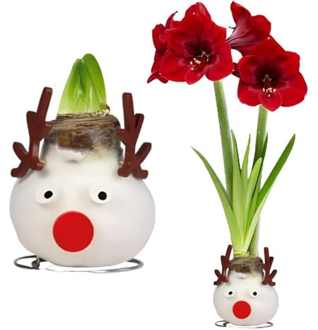 FLORIUM - Wachs Amaryllis Zwiebeln Reindeer - Wachsamaryllis 28/30 Großformat | 1 Stück | gewachst/wax | ohne Gießen | Exklusive Zimmerpflanzen aus Holland - Hippeastrum(kein glas, vase und Topf)