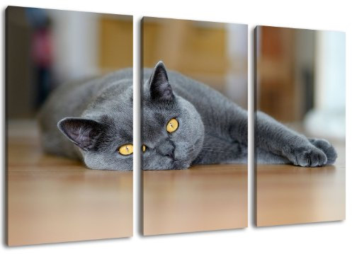 Graue Katze 3-teilig auf Leinwand- Gesamtformat: 120x80 cm fertig gerahmte Kunstdruckbilder als Wandbild - Billiger als Ölbild oder Gemälde - KEIN Poster oder Plakat