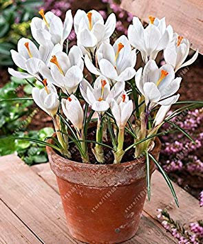 Oleander Bush Seeds (Nerium Oleander) 100 + Seeds