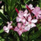 Oleander Bush Seeds (Nerium Oleander) 100 + Seeds