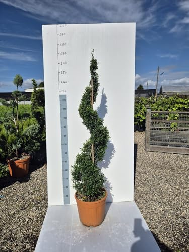 Agrifoglio Giapponese 'Ilex cranata' a Spirale, Pianta Vera Ornamentale - Vivai Giulian Giovani Piante