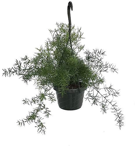 PLAT FIRM GERMINATIONSAMEN: Spargel Sprengeri Farn - Spargel - 6 Hanging Basket - Easy to Grow
