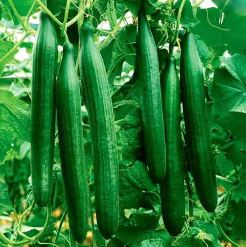 Cucumber Telegraph Improved - 20 Seeds + freebie + Plant tag (Cucumis sativus)