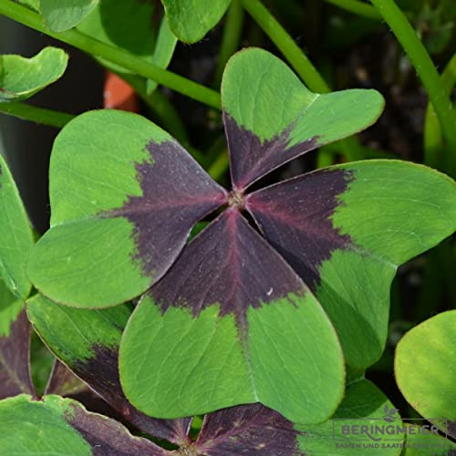 Glücksklee Oxalis deppei Iron Cross Glücksbringer 1000 Blumenzwiebeln