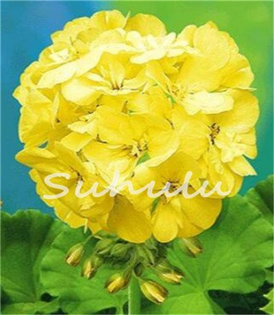 New Fresh 30 semi di fiori di geranio giallo