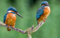 3D Puzzle Kinder 2000 Teile Vogelfeder-Eisvogel 70x100CM