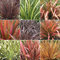GardenersDream 3 x Mixed Phormium Outdoor Plants - Live Evergreen Hardy Shrubs - Healthy Outdoor Garden Ready Potted Plants - Ornamental Grass Plant for Gardens, Patio, Borders (30-40 cm)