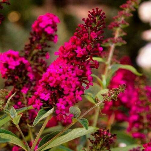 Buddleia davidii Royal Red Buddleja Albero delle Farfalle, Pianta in Vaso ø19 cm h. 1 metro - Vivaio di Castelletto