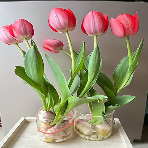 12 Stück tulpenzwiebeln winterhart mehrjährig pink tulpen zwiebeln - Seltene Pflanzen serie - büropflanzen geschenke für den garten topfpflanzen winterlinge zwiebeln frühblüher