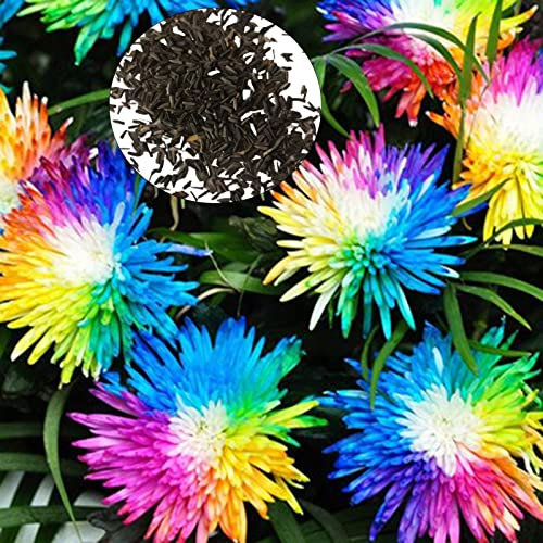 SANWOOD Semilla de semillas de crisantemo para plantación de jardín casero, semilla de crisantemo semilla de flores perennes para jardín - Multicolor