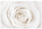 Bilderwelten Fototapete Blumen 255cm x 384cm Modern Natur Rosen Weiß Blumentapete Vliestapete Tapete Wanddeko Ideen Wohnzimmer Schlafzimmer Küche