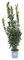 Vannucci Piante - Laurus nobilis, Alloro, Cespuglio, Pianta vera in vaso, Pianta da siepe, Pianta da terrazzo