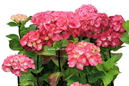 Hardy Garden Hydrangea Macrophylla 'Pink Ball Black Steel' Large Plant- New Variety