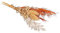 Rayher Mini ramo flores secas, tono marfil-naranja, 18-20 cm, flores naturales, 85491210