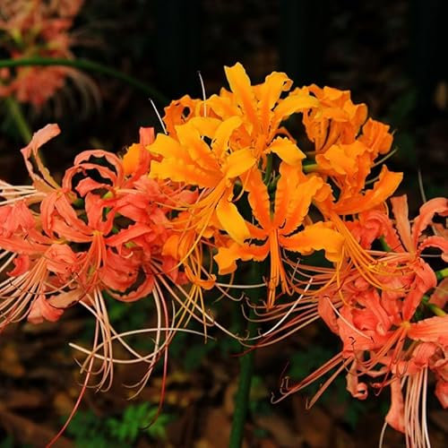 Bulbi di Lycoris perenni, Tuberi di Lycoris, Piante di giglio ragno, Forme di fiori uniche, Piantagione di giardini-8 bulbi-F