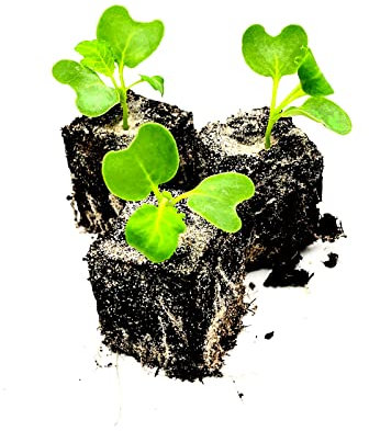 Grünkohl Jungpflanzen 6er Set