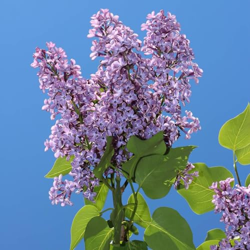 Vivai le Georgiche - Pianta vera di Syringa vulgaris Lillà comune - vaso Ø 20 cm