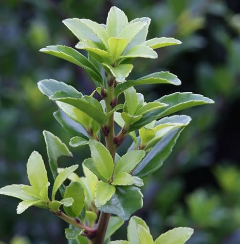 Hochstamm Chinesische Hecken Ilex 60-80cm - Ilex maximowicziana kanehirae - lebende Gartenpflanze aus den Baumschulen