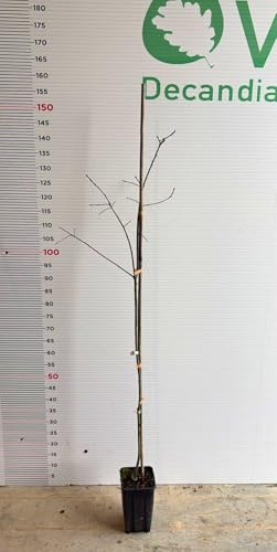 Pianta di Quercus rubra - QUERCIA ROSSA in vaso 13x13