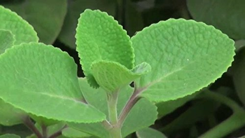 Cuban Oregano- Mexican Mint-Spanish Thyme-live potted plant-4-6