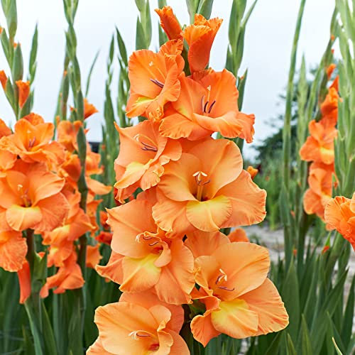 schoneGladiolus Large Flowering – Frilly Blooms – Perennial – Summer Flowering Bulbs – for Your Beautiful Garden (10 x Gladiolus Large Flowering Peter Pears), Orange