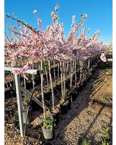 Mandelbaum Prunus dulcis 'Avijor' – Mandelbaum 160–200 cm – Selbstfruchtend, Winterhart, Für Garten & Terrasse, Ertragreich & Bienenfreundlich
