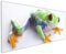 Wallario Küchenrückwand aus Glas 125 x 50 cm, Motiv: Lustiger Frosch in grün und orange | Spritzschutz abwischbar & pflegeleicht