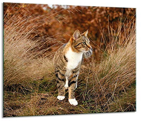 Herdabdeckplatten Ceranfeldabdeckung Spritzschutz Glas 60x52 Katze
