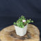Geranium sanguineum var.striatum/Gestreifter Storchschnabel