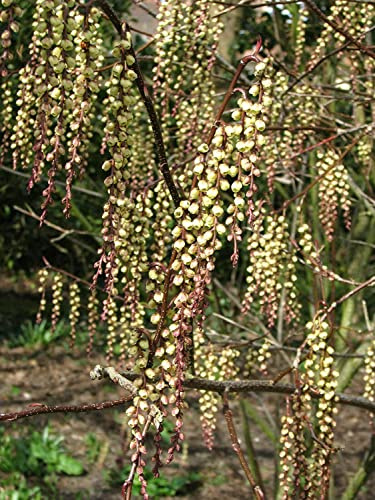Japanischer Perlschweif Stachyurus praecox Pflanze 25-30cm Schweifähre Rarität