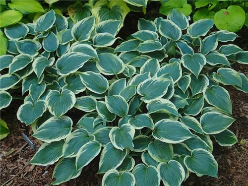 Hosta-Zwiebeln, seltene Hosta,Hosta Knollen, Winterharte Nacktwurzel Pflanzen,Pflanzen Funken Hosta Rhizom,Gut für Container,Bodendecker,Große Blattpflanzen-15zwiebeln-B
