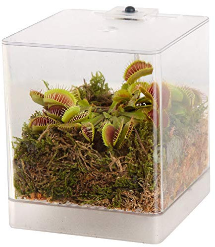 vdvelde.com - Fleischfressende Pflanze Mini Terrarium - 1 Fleischfressende Pflanze - 12x12x15 cm - Mit Licht
