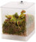 vdvelde.com - Fleischfressende Pflanze Mini Terrarium - 1 Fleischfressende Pflanze - 12x12x15 cm - Mit Licht