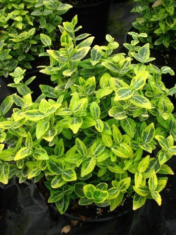 Kriechspindel Euonymus fortunei Emerald Gold 15 cm hoch 1 VE = 20 Stck. | Immergrün, winterhart & pflegeleicht – bodendeckend und kletternd, ideal für Flächen, Mauern & Böschungen