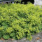 Frauenmantel Irish Silk - großer Topf - Alchemilla mollis