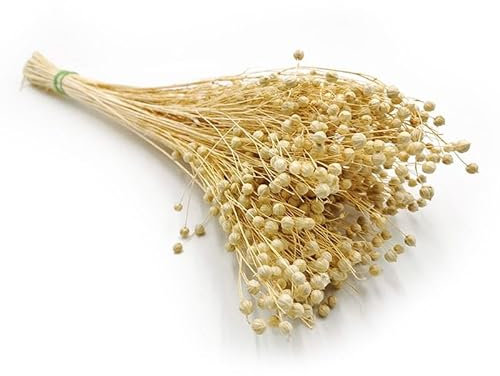 Enchanted Dekogras Getrocknetes Gras Flachs Ziergras Leinen Trockenblumen Natürlich Boho 80 Stück Gebleicht