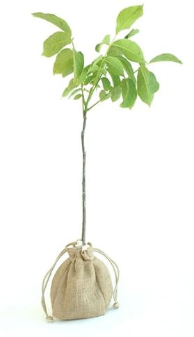 NOGAL Natural Árbol Frutal para Amantes de la Jardinería - Árbol de Nueces