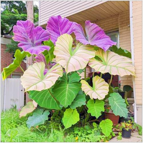 De Elefante Planta,Magic Colocasia,Oreja De Elefante,Bulbo De Oreja,JardíN Perenne Agradable
