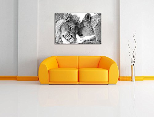 Schönes bezauberndes kuschelndes Löwenpaar in Afrika in der Savanne! schwarz/weiß auf Leinwand, XXL riesige Bilder fertig gerahmt mit Keilrahmen, kein Poster oder Plakat (100x70cm)