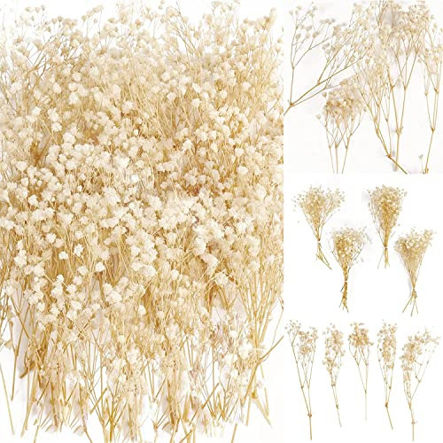 Oning 50 Stück Mini Schleierkraut getrocknet, Echt Gypsophila Trockenblumen, über 2500 Blütenknospe, Klein Schleierkraut Strauß für Hochzeits Dekoration, Haarschmuck, Wohnkultur, DIY