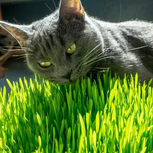 katzengras samen bio - winterharte kübelpflanzen samen zimmerpflanzen, kübelpflanzen winterharte stauden outdoor pflanzen pflanzen, samen exotische pflanzen samen, balkon beet 200pcs