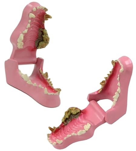 Modèle d'Anatomie de la Mâchoire et des Dents Canines, Spécimen de Structure Dentaire de Chien pour l'enseignement Vétérinaire et l'Éducation Orale des Animaux de Compagnie